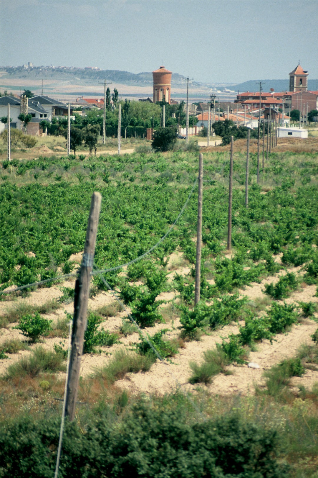 viñedos